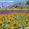 南フランスのヴァレンソール高原へラベンダーを見に行こう！オススメ写真スポットや村についても紹介！