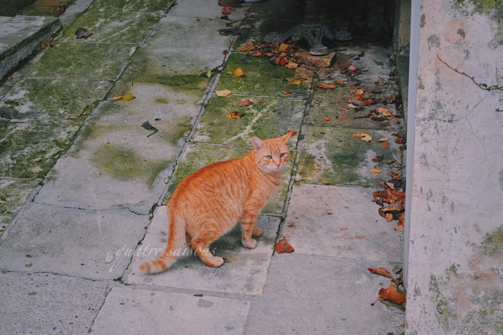 南仏の村、エガリエール（Eygalières）で出会ったねこ