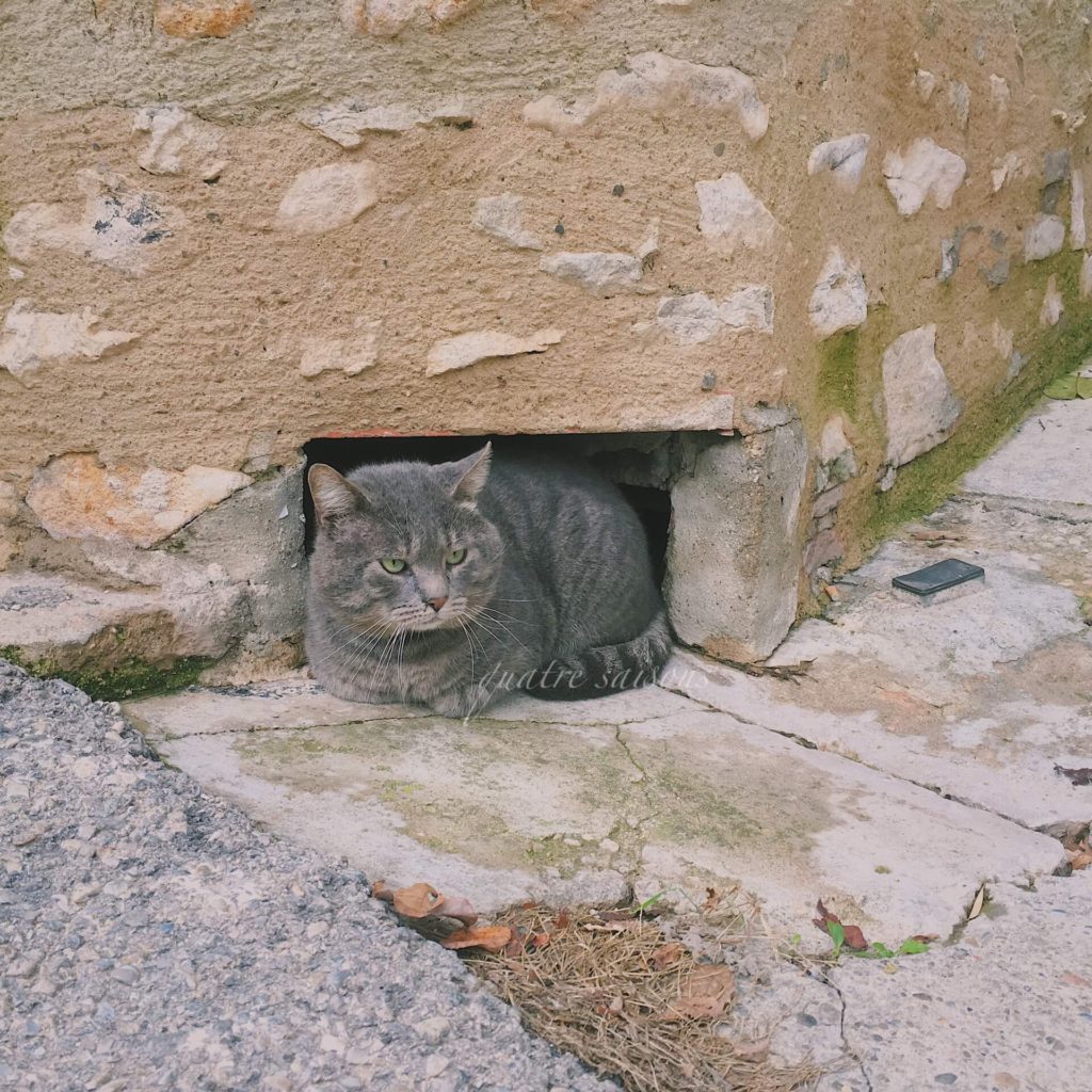 南仏の村、エガリエール（Eygalières）で出会ったねこ