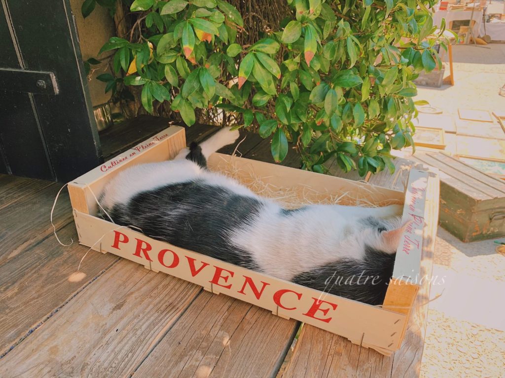 南仏の村、エガリエール（Eygalières）で出会ったねこ