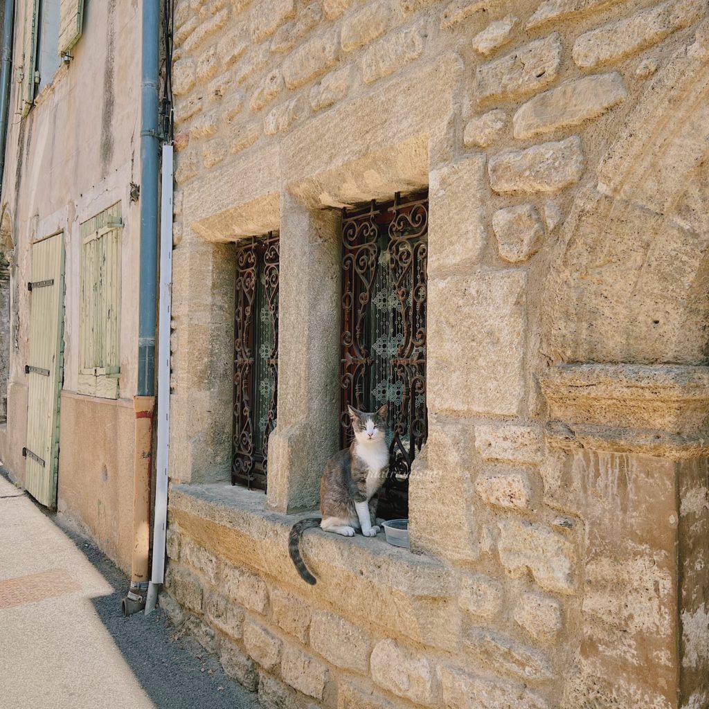 南フランスの美しい村キュキュロンの猫