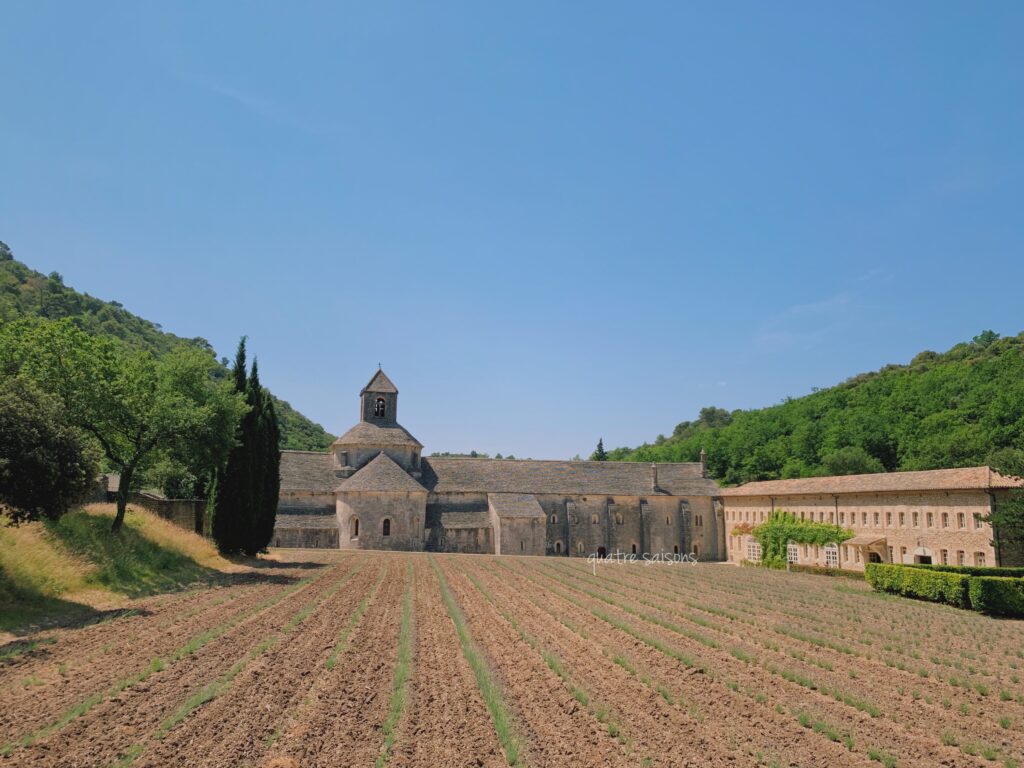 セナンク修道院のラベンダー畑