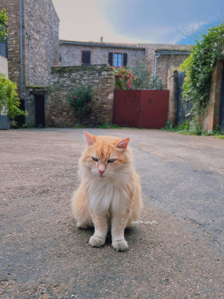 フランス南西部の村、モネスティエにいた可愛い猫ちゃん