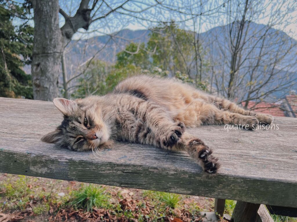 イタリアの村、バヤルドで出会った可愛い猫