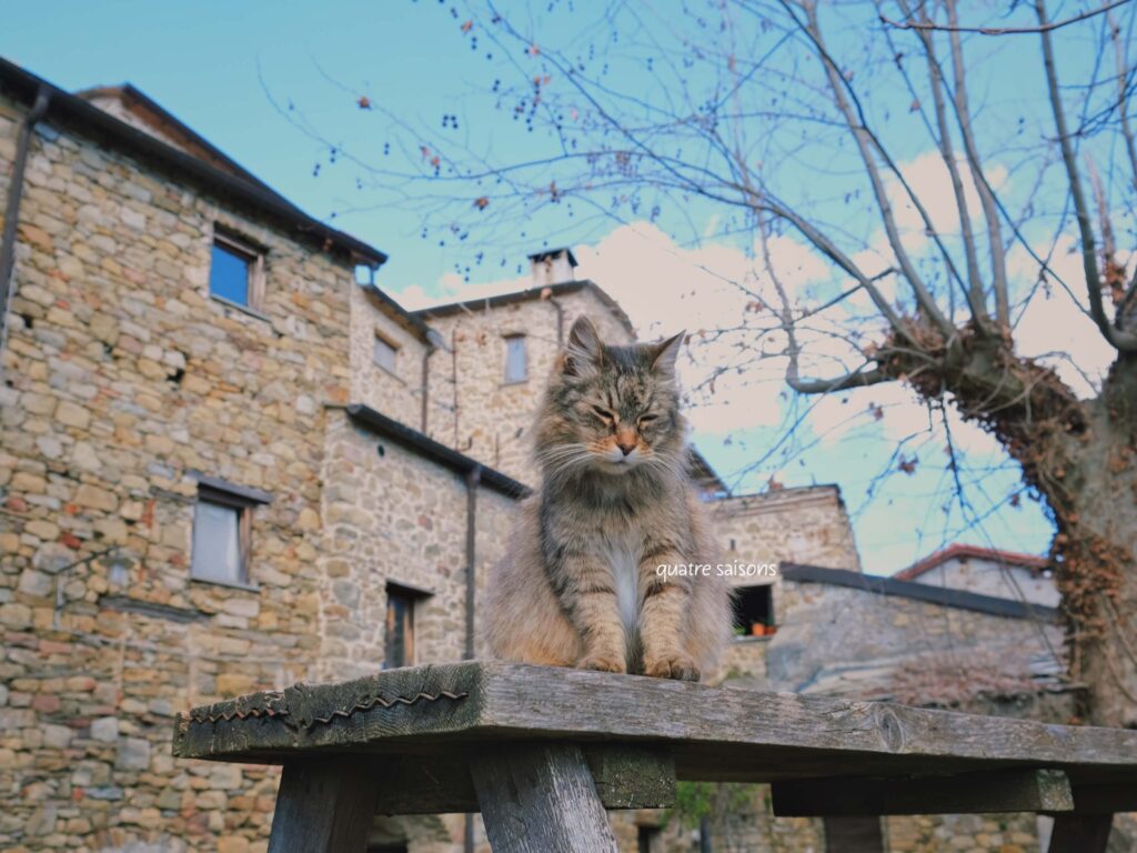 イタリアの村、バヤルドで出会った可愛い猫
