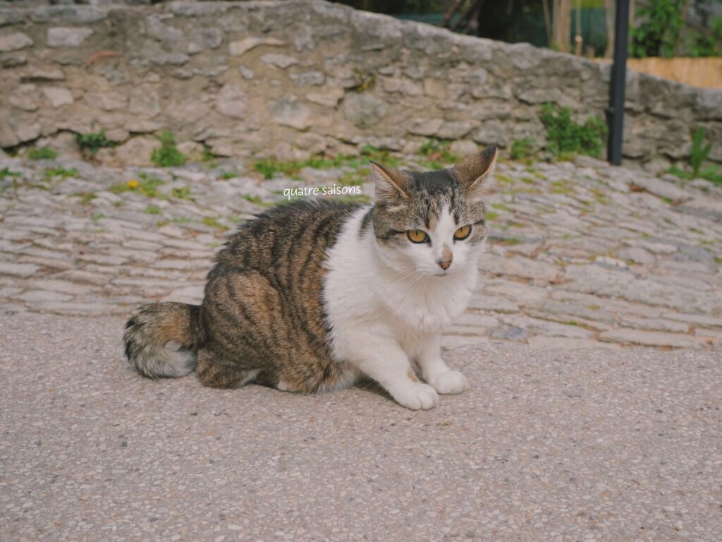 南フランスの街、フォルカルキエの猫