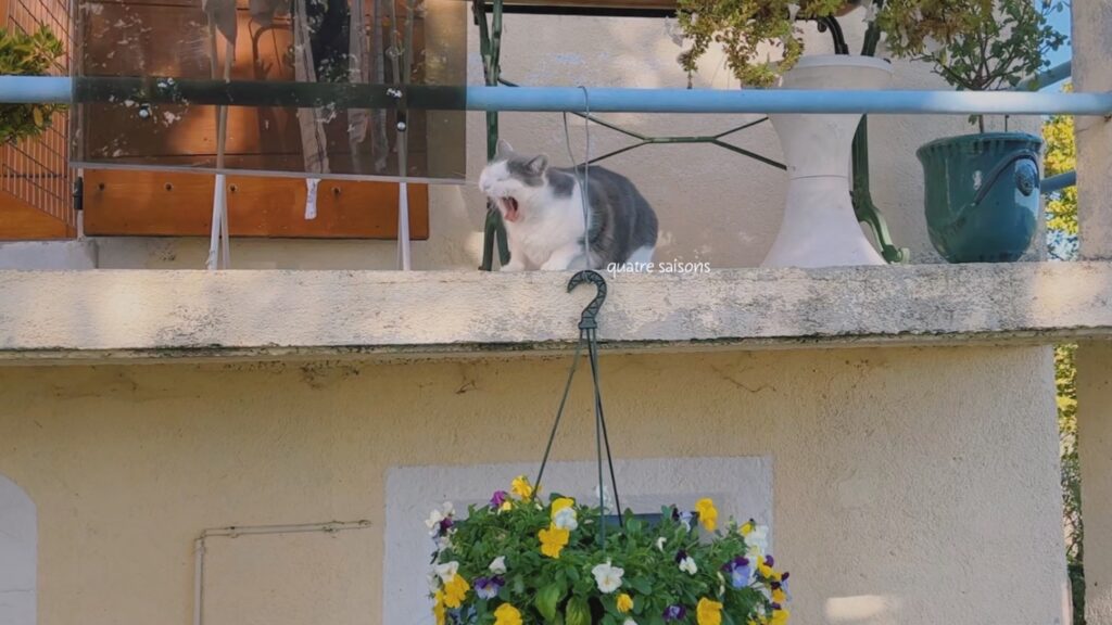 南フランスの村・バノン村で見つけた猫