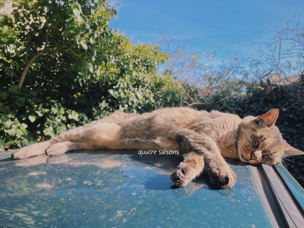 南フランスの村・バノン村で見つけた猫