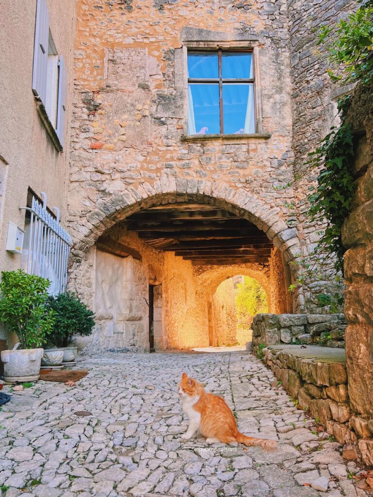 南フランスの村・バノン村で見つけた猫