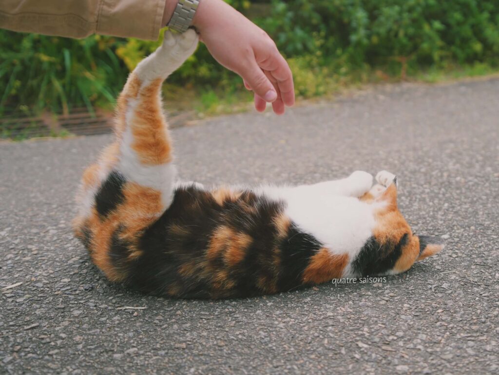 南西フランスの村、カルダイヤックで出会った猫