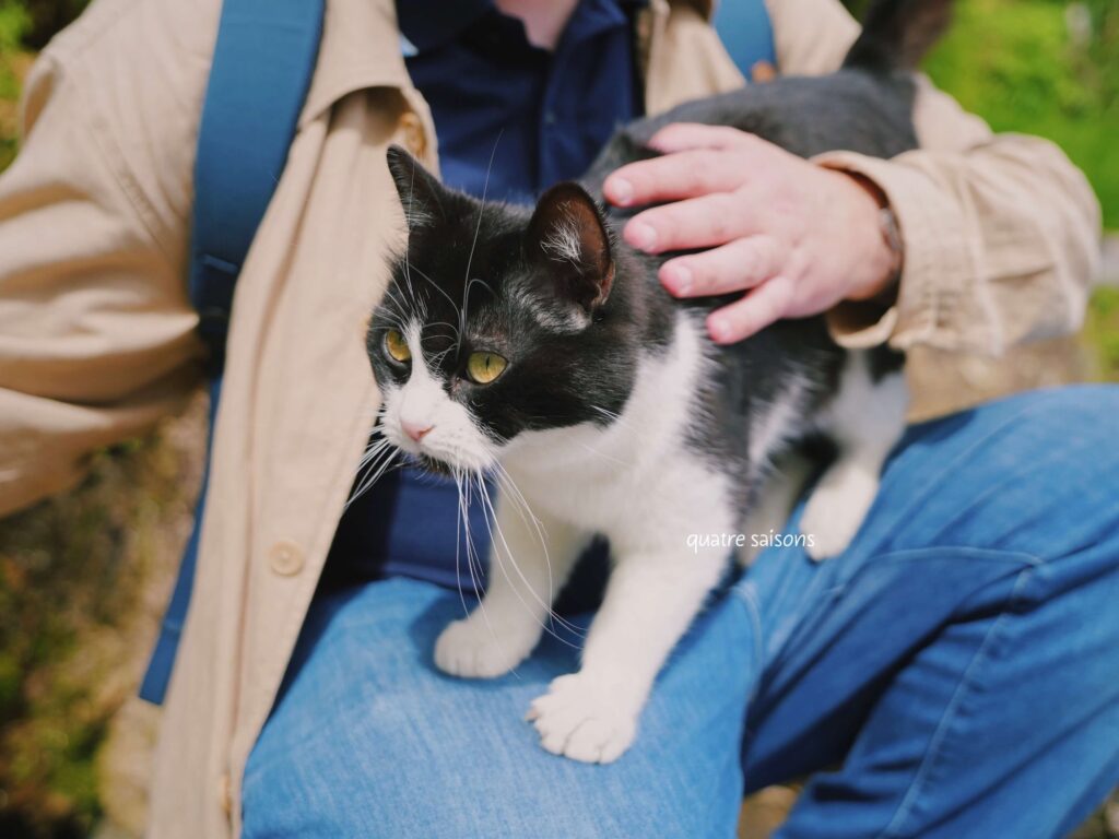 ラ・ロック・ガジャックのエキゾチックな庭園にいる猫