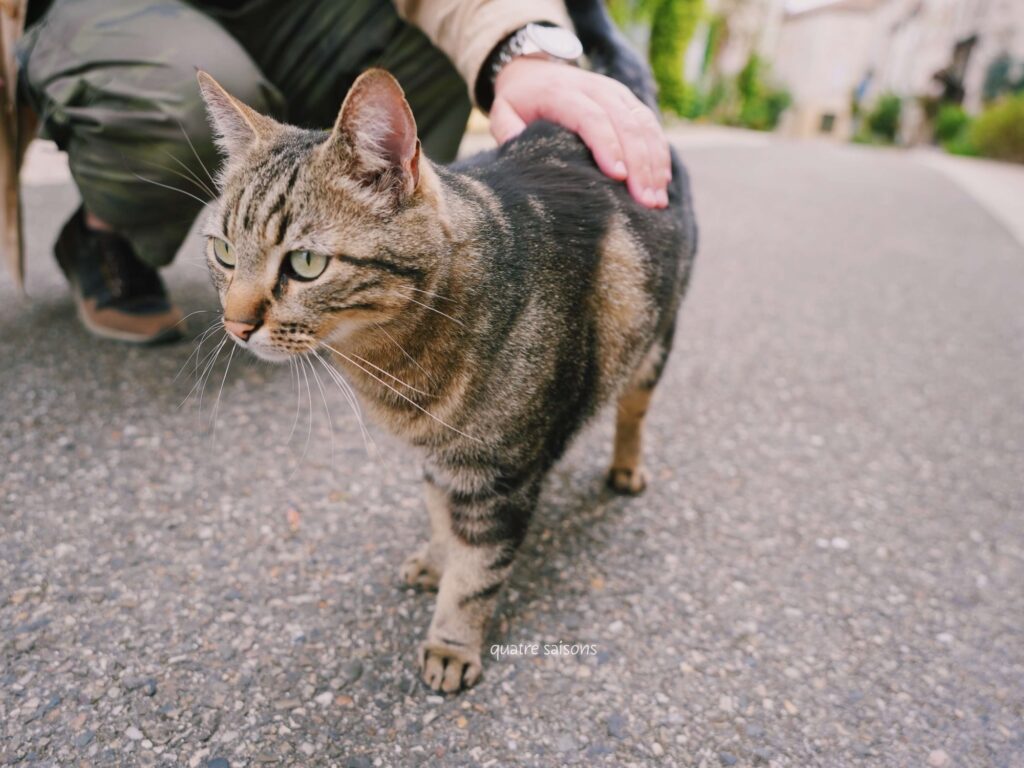 南西フランスの村、トゥルノン・ダジュネで出会った猫