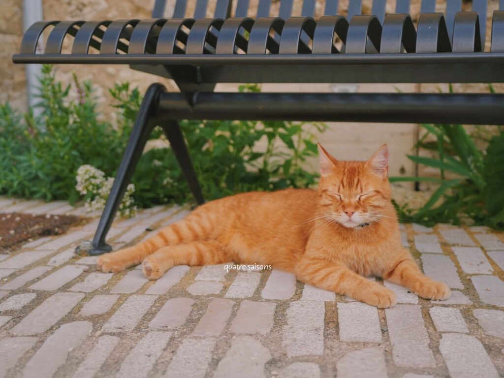 フランス南西部の美しい村、サランの猫