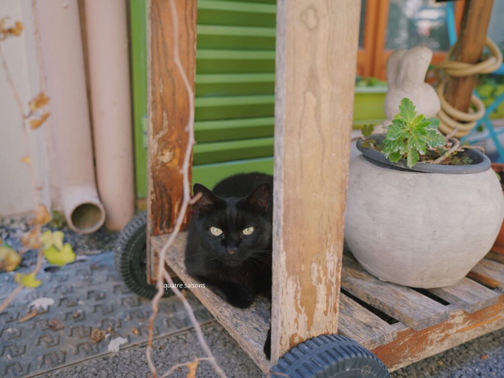 南フランスの街、ヴァロリスであったねこ