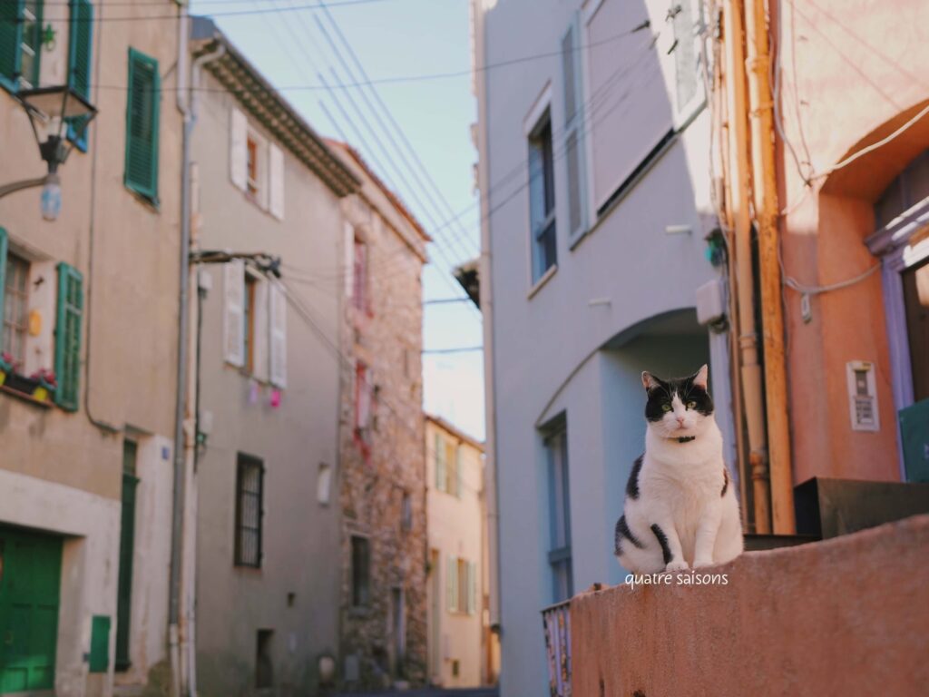 南フランスの街、ヴァロリスであったねこ