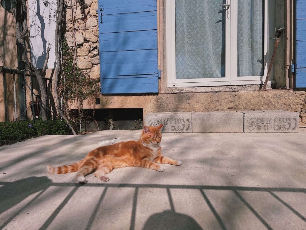 南フランスの村、グランボワで出会った猫