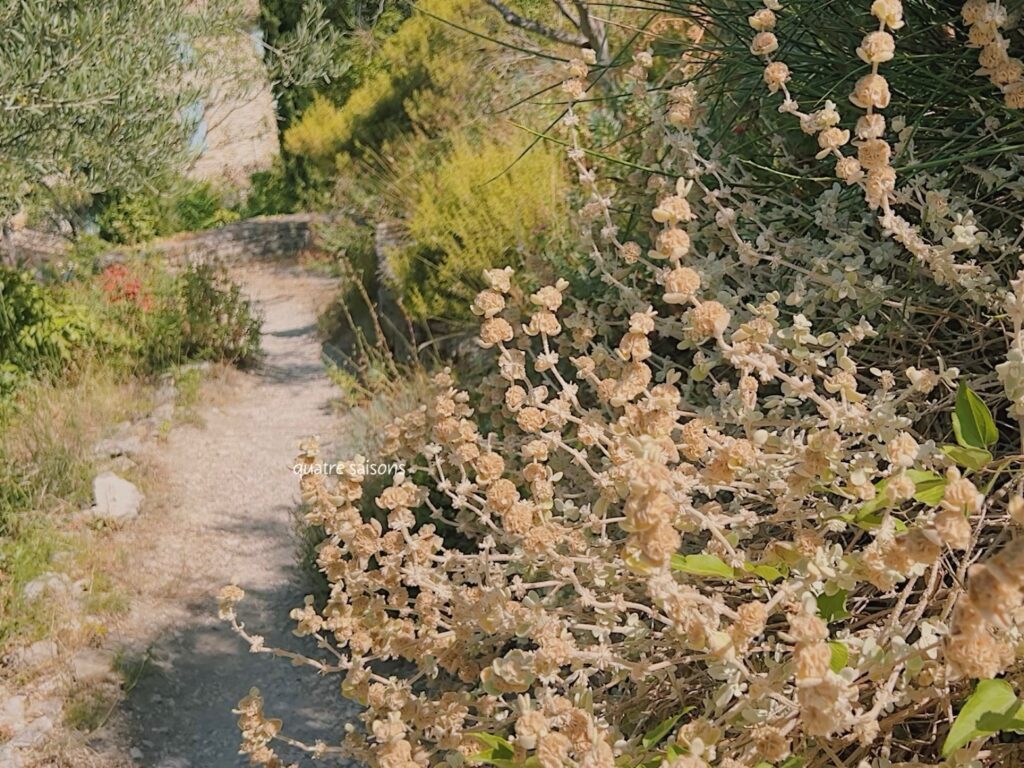 南フランスのワインの村、ジゴンダスの植物園