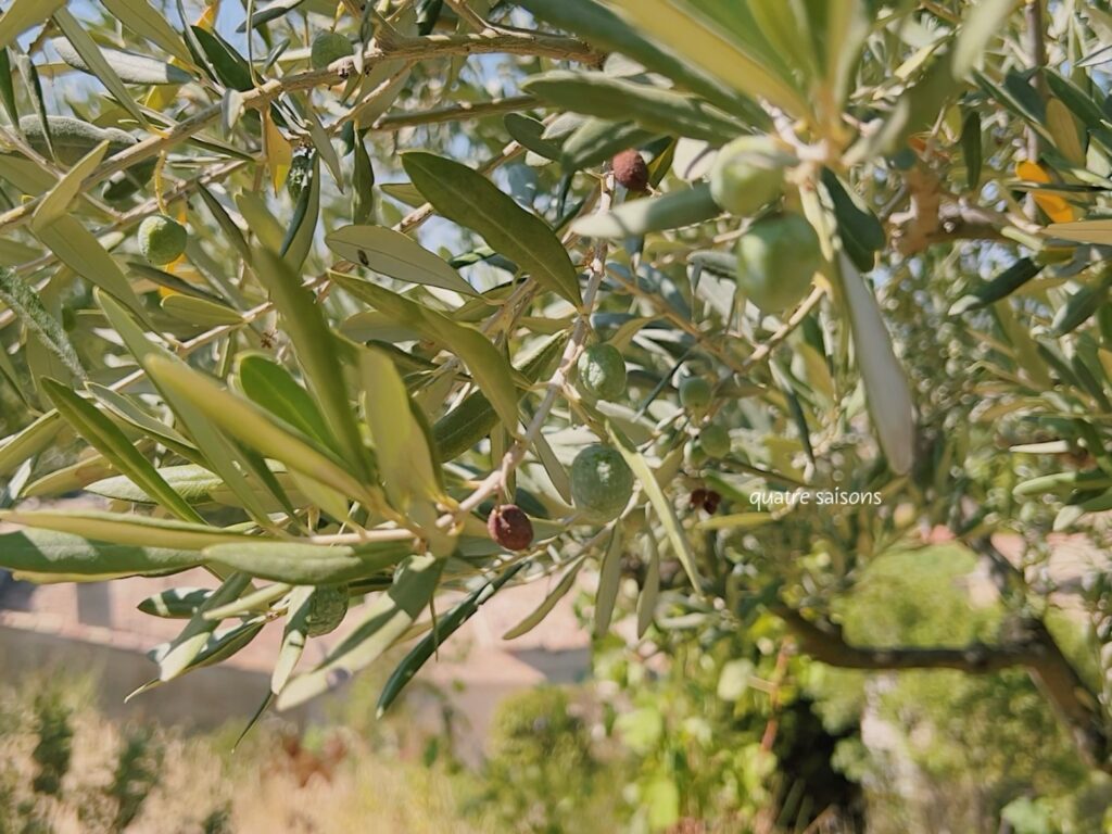 南フランスのワインの村、ジゴンダスの植物園