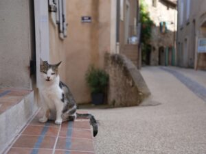 南仏の村、サブレで出会った猫