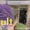 南フランスにあるラベンダーが有名なソー村