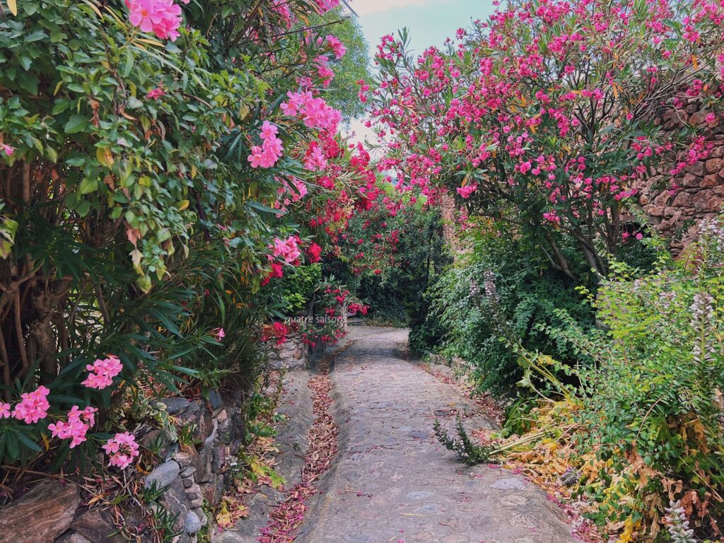 南フランスにある村、カステルヌーで見つけたお花