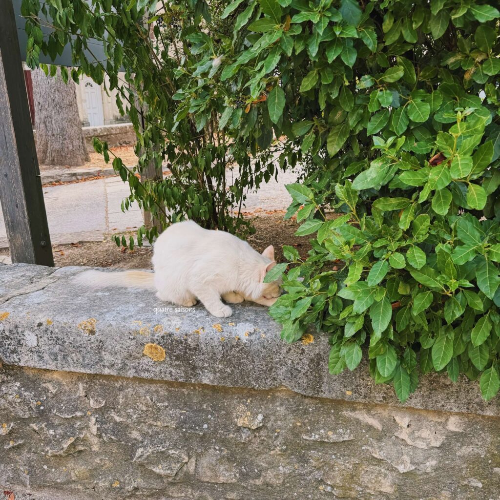 南フランスの村、リュッサンで出会った猫