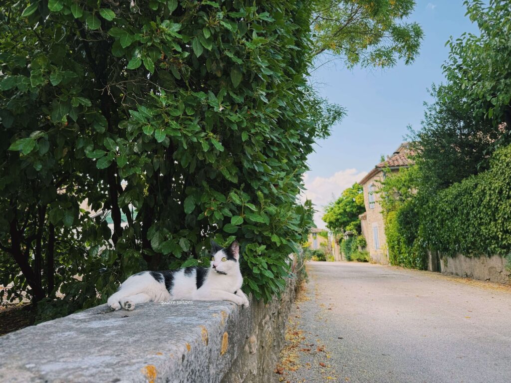 南フランスの村、リュッサンで出会った猫