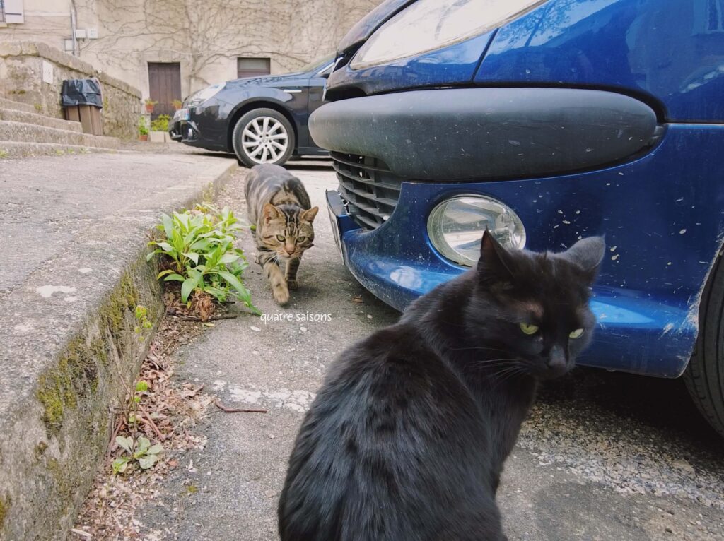 南フランスの村、リュッサンで出会った猫