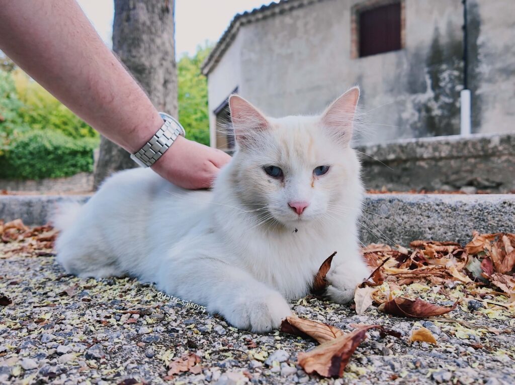 南フランスの村、リュッサンで出会った猫