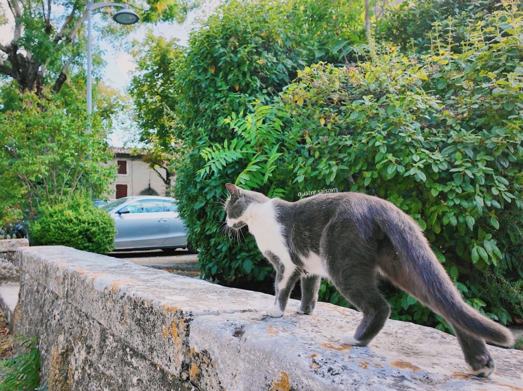 南フランスの村、リュッサンで出会った猫