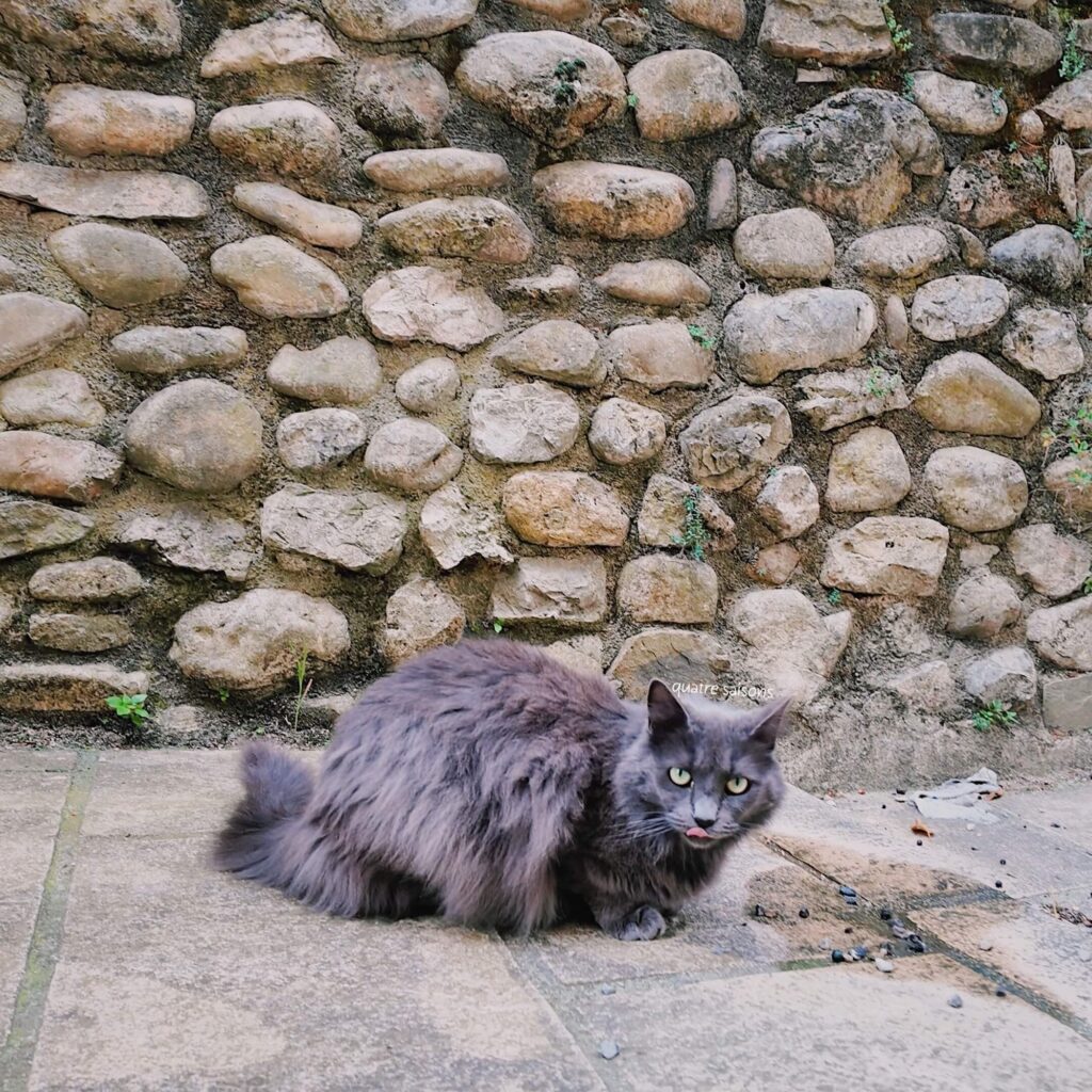 南フランスの古代ローマ時代からある村、リエズ(Riez)の猫