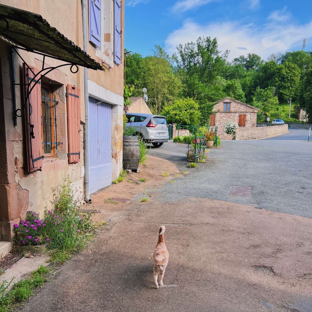 フランス南西部の村、モネスティエにいた可愛い猫ちゃん