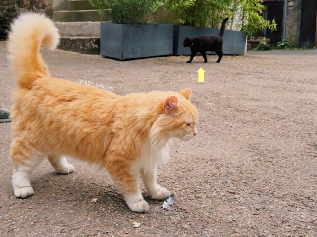 フランス南西部の村、モネスティエにいた可愛い猫ちゃん
