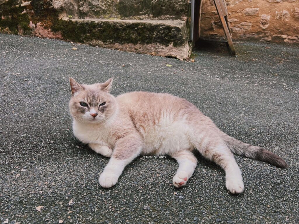 フランス南西部の美しい村、カプドナックで出会った猫