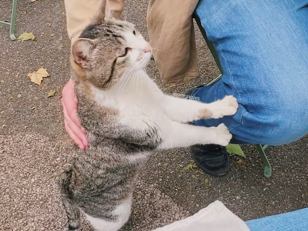 フランス南西部の美しい村、ルブルサックのねこ