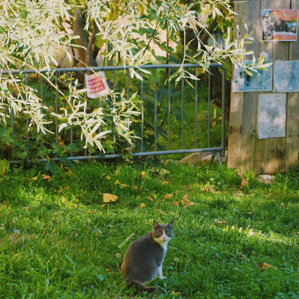 南フランスの村、ヴィヤンスで出会った猫