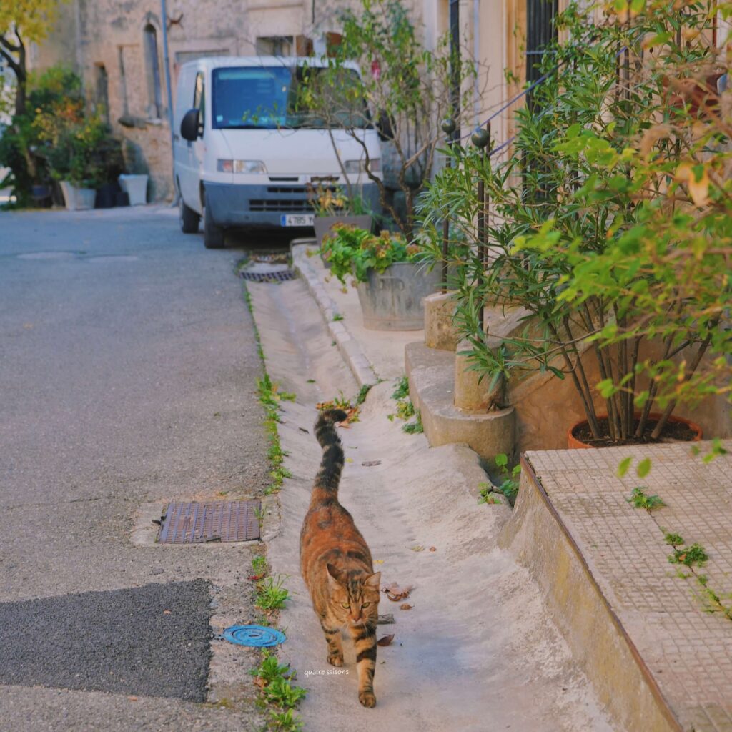 南フランスの村、ヴィヤンスで出会った猫