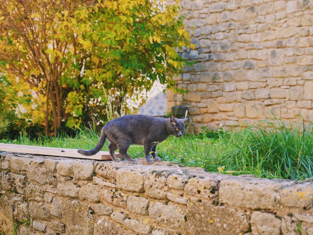 南フランスの村、ヴィヤンスで出会った猫