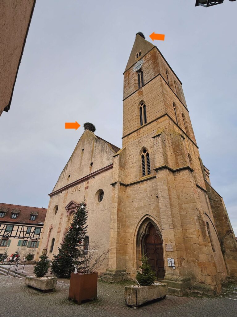 エギスハイムで見つけたコウノトリの巣