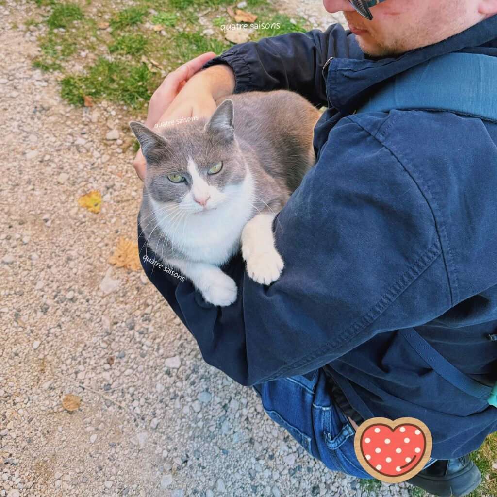 南フランスの村、ヴィヤンスで出会った猫