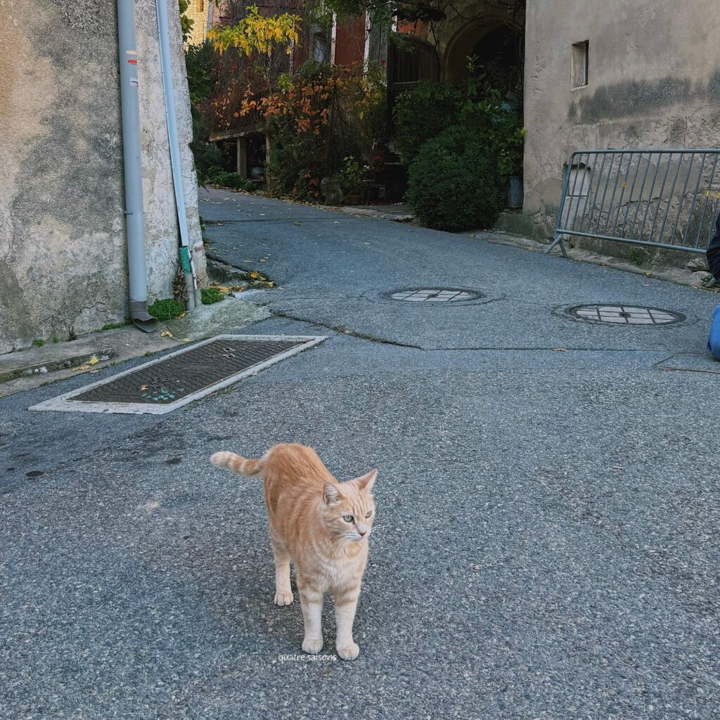 南フランスの村、ヴィヤンスで出会った猫