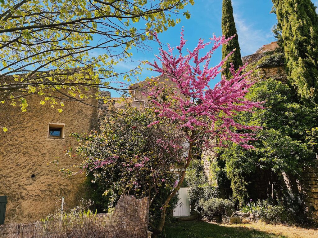 南フランスの小さな村、ヴィヤンスに咲く美しい花