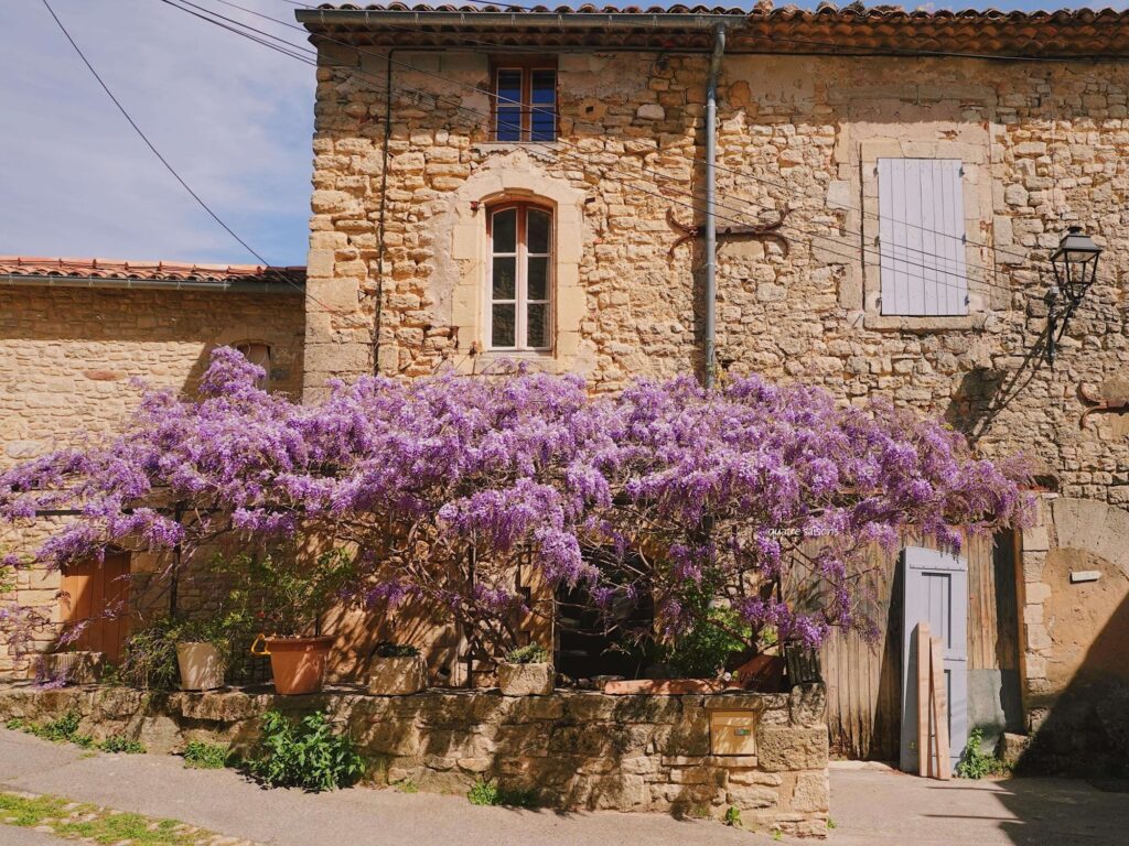 南フランスの小さな村、ヴィヤンスに咲く美しい花