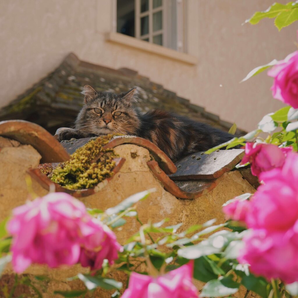 フランス南西部の村、サン・ジャン・ド・コールで出会った猫