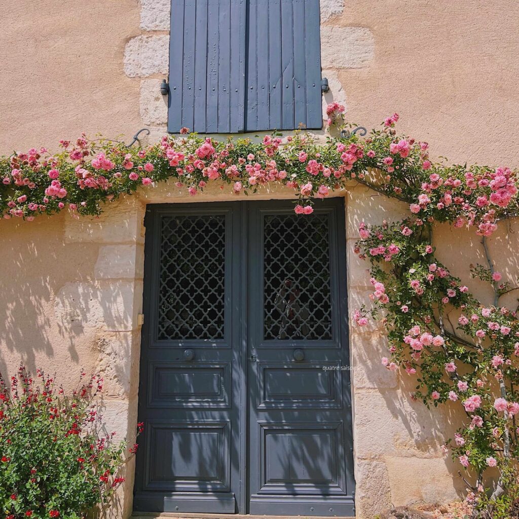 フランス南西部の村、サン・ジャン・ド・コールで見つけたバラ