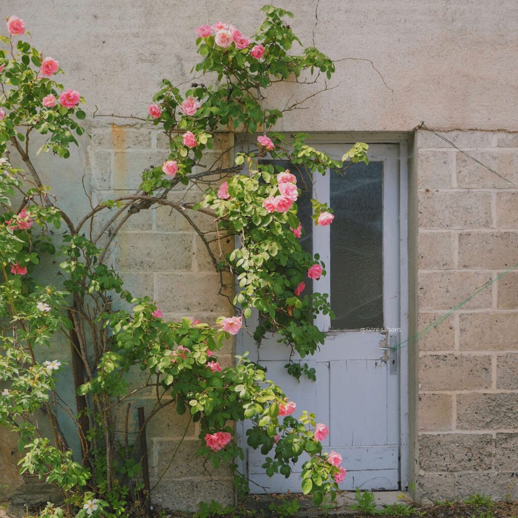 フランス南西部の村、セギュール・ル・シャトーの美しい花々