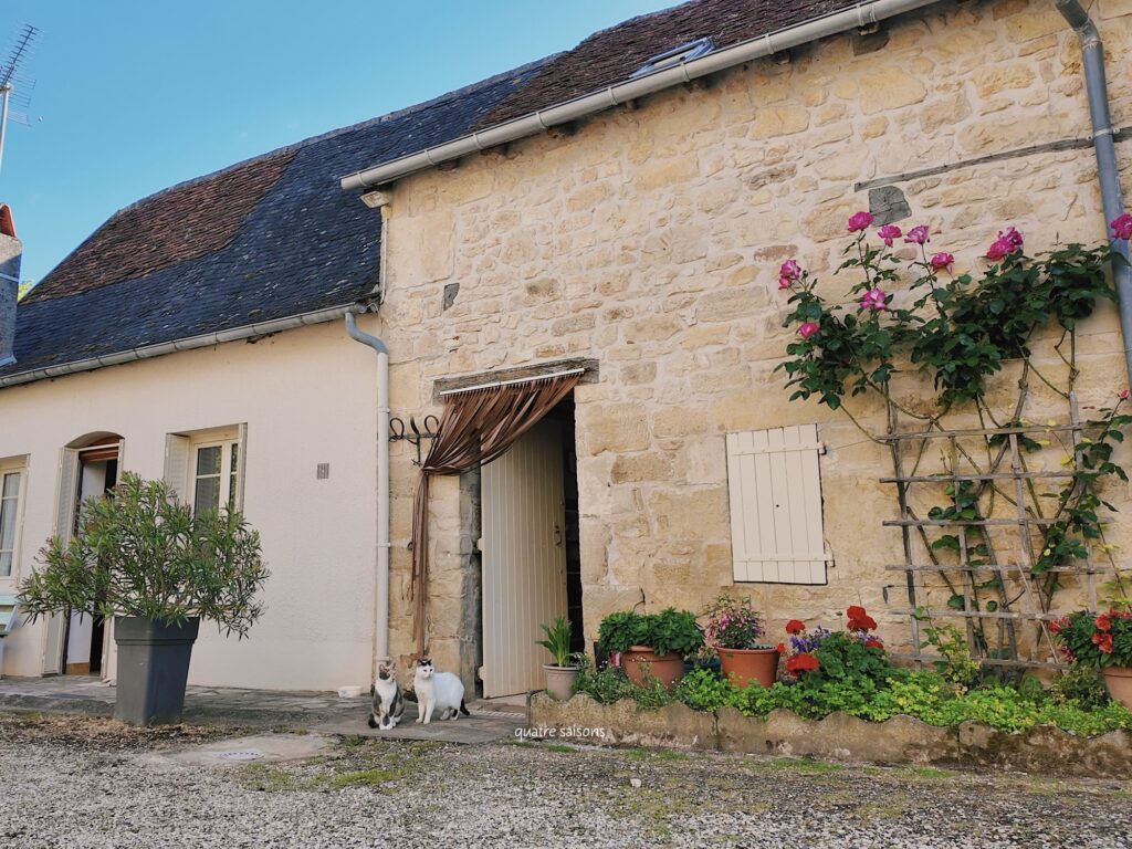 フランス南西部の美しい村、サンロベールの猫