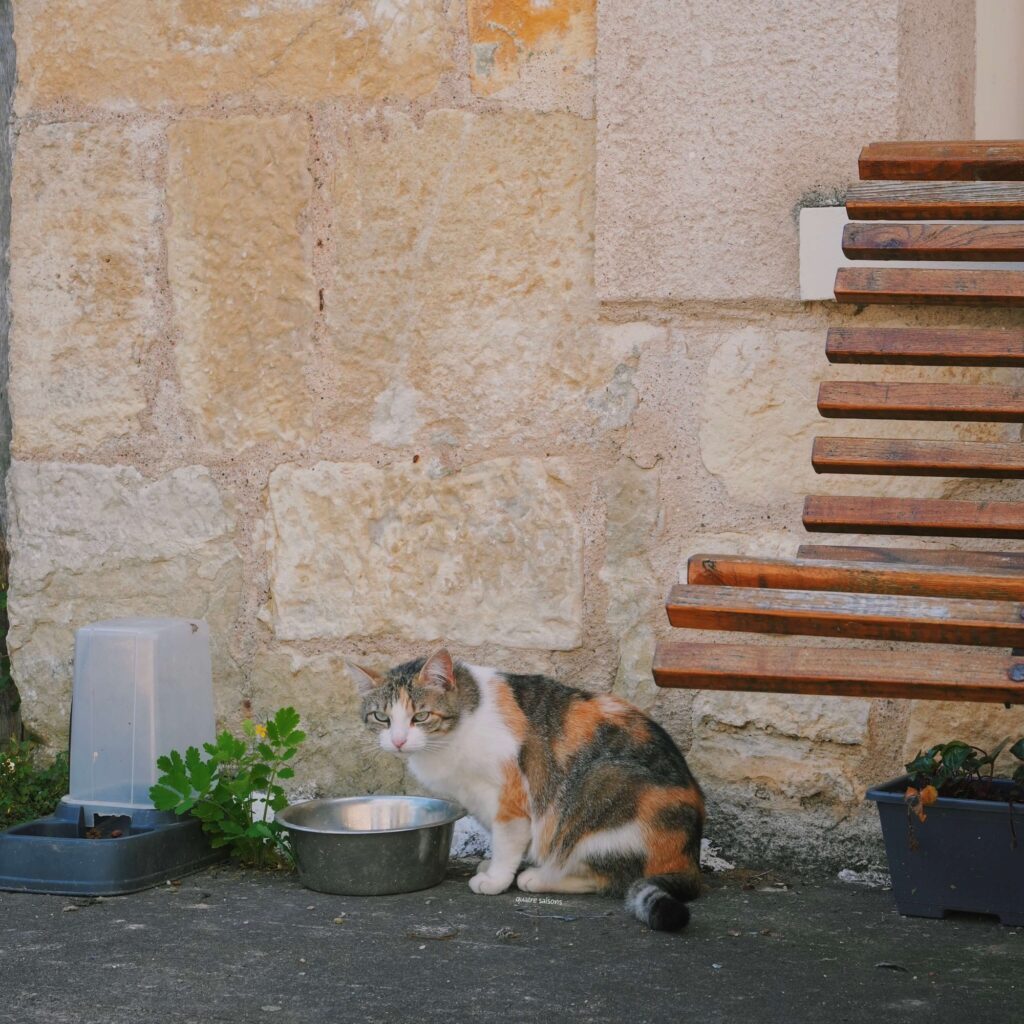 フランス南西部の美しい村、サンロベールの猫