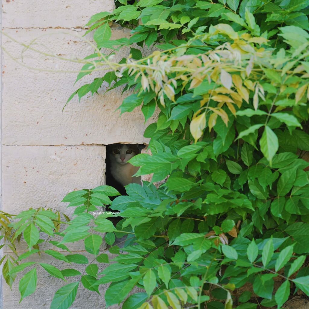 フランス南西部の美しい村、サンロベールの猫