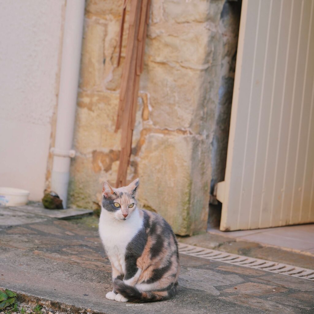 フランス南西部の美しい村、サンロベールの猫